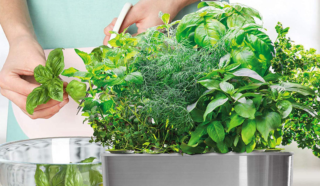 Grow Your Own Indoor Garden With AeroGarden