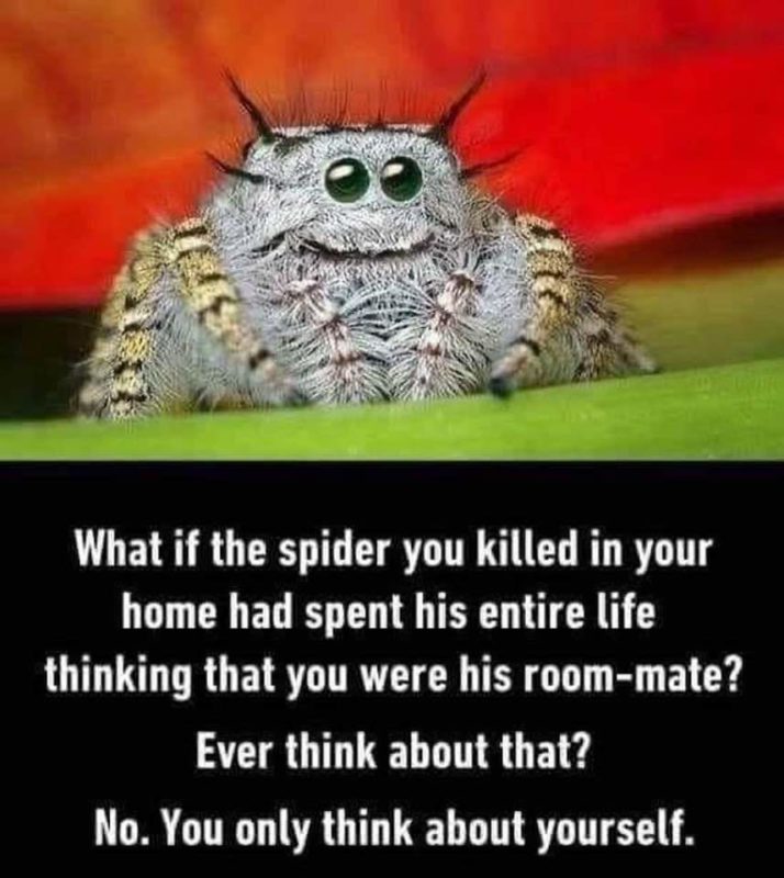Spider Roommate