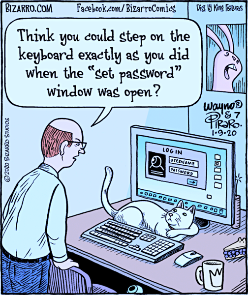 Cat Keyboard Password