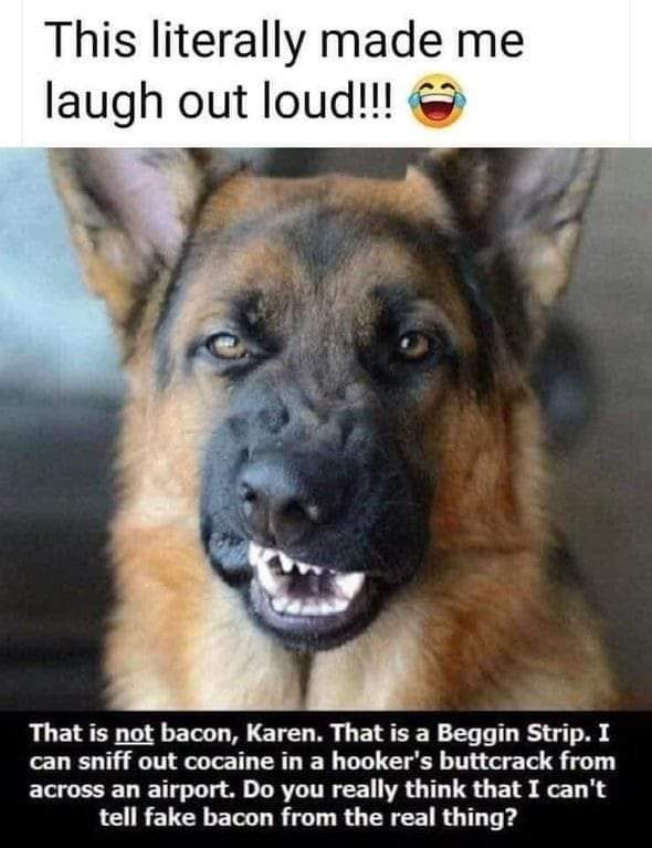 Dog Bacon