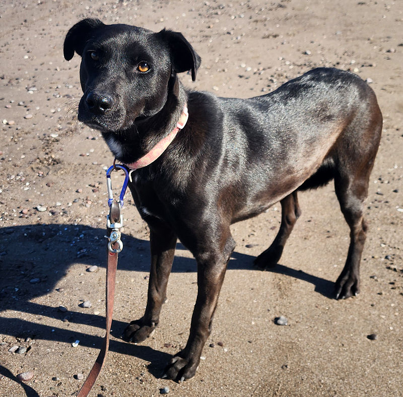 Bailey on Beach