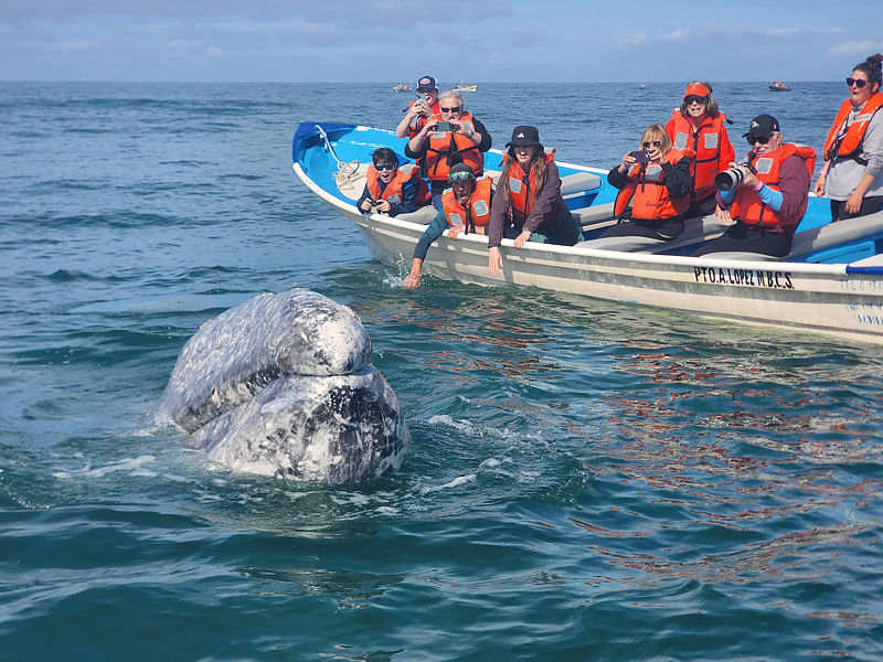 Gray Whale
